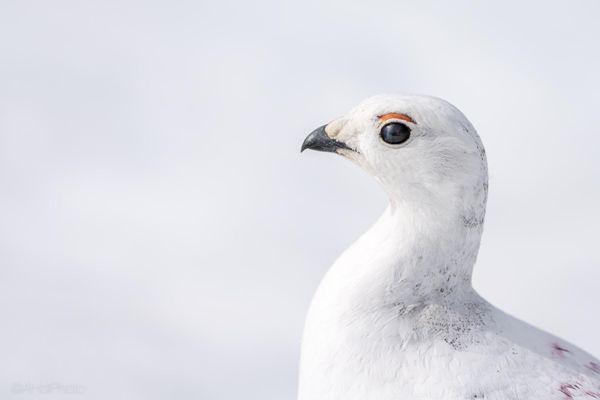 Willow Ptarmigan on the trail