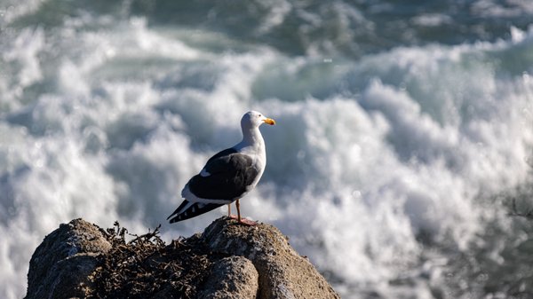 Monterey Bay Coastal Trail