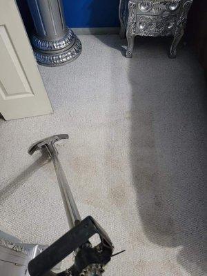 Carpet cleaning and petreatment