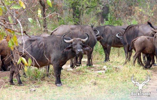 Water buffalo bulls