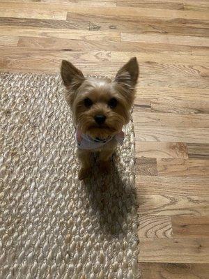 Teddy Bear Haircut on yorkie