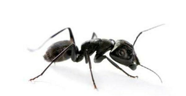 Carpenter Ant