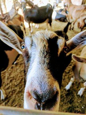 Twice a day these ladies share their milk to make the award-winning cheese!