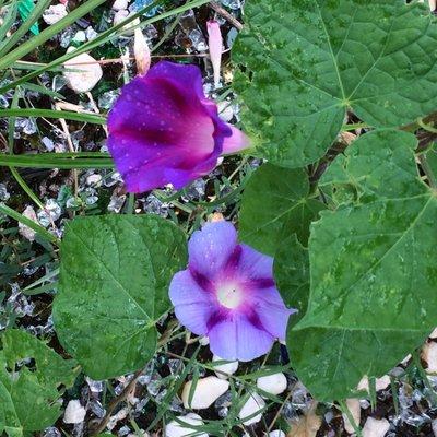 Flowers in the front yard