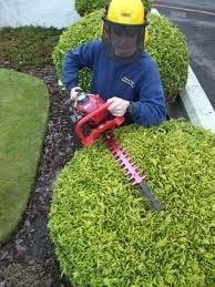 Hedge trimming