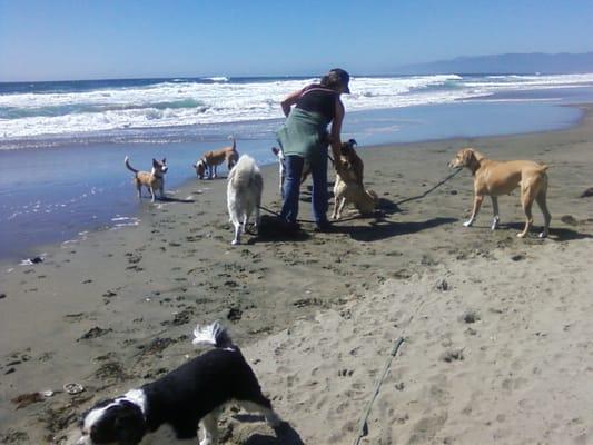 Playing and socializing off leash