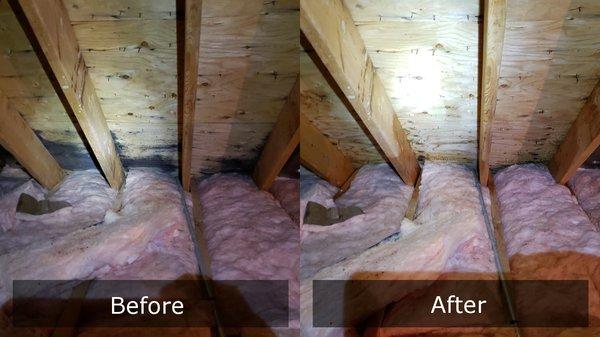 Black Mold Removed From Attic Sheathing. More importantly, our dry fog cleanses insulation, and protects it from future growth indefinitely.