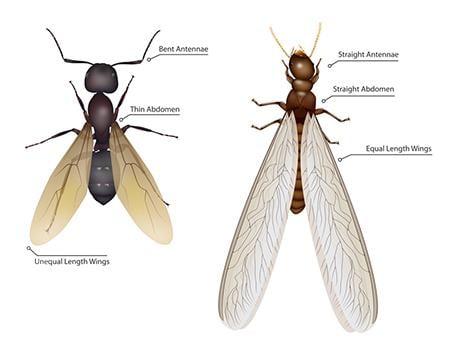 Know the difference between Termite Swarmers and Flying Ants. 
Notice Termite Swarmers Have:
Equal Length Wings, Straight Thi...