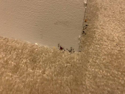 Ants in the upstairs hallway.