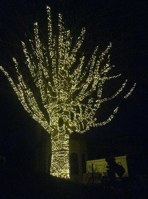 Completed Large tree over Lake St. Clair in Grosse Pointe, MI