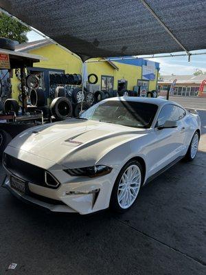 Mustang white on white