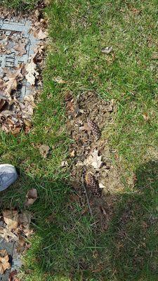 mom's headstone when I went to visit grave/on her b'day/looked worse when I 1st got there.  This is what they call "Perpetual Care".