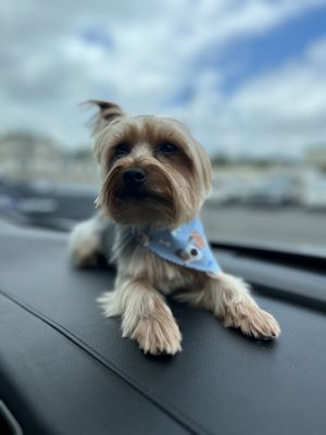 After grooming