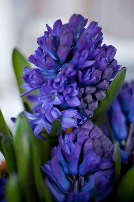 Early Spring Hyacinth