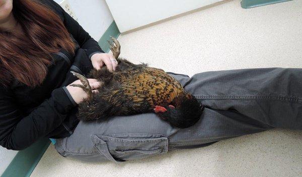 Vet Tech holding my sweet chicken, Zuzu.