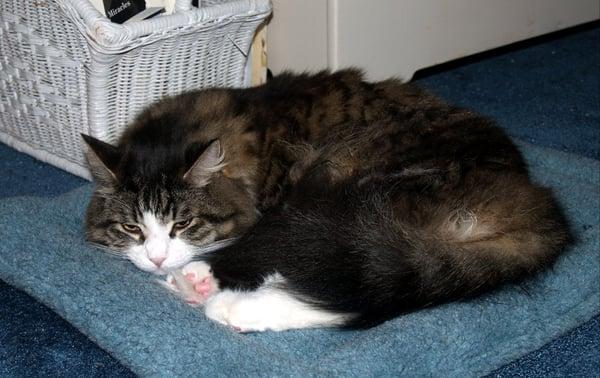 After pouting for a week, he now uses the bed for hours - yea!