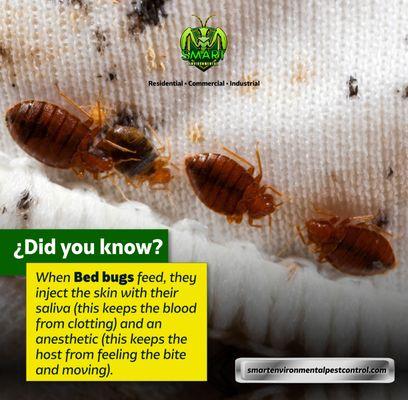 bedbug fact