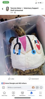 Tortoise with vet wrap designed as doctor coat