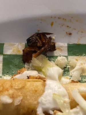 A fucking roach????