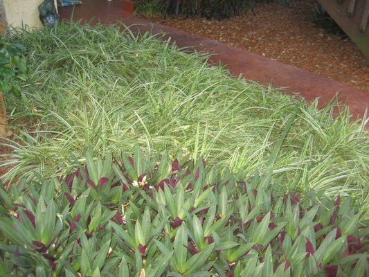 Once when a different company did the landscaping there were 4 or 5 neat and manicured sections of spider plant along the walk.