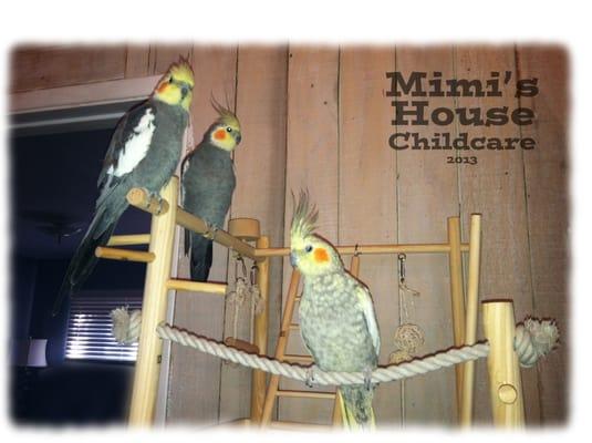 Classroom pets Felix, Mrs. P and Gilbert are often out on their perches surveying the kids' goings on.