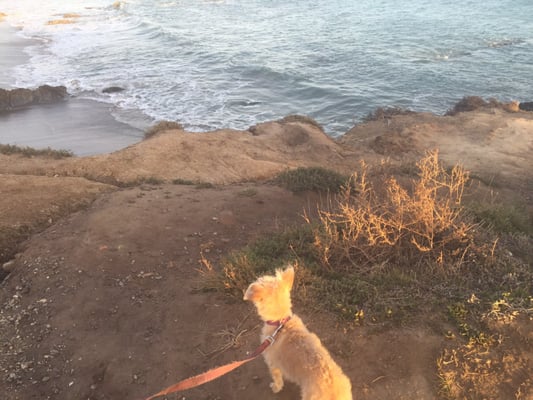 Lilah's first visit back to the beach after acupuncture and laser from Dr. Dulake helped her recover fully.