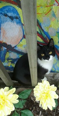 Kiya exploring my outside deck.