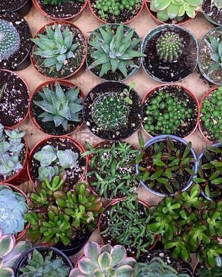 Wonderful Houseplants and Succulents