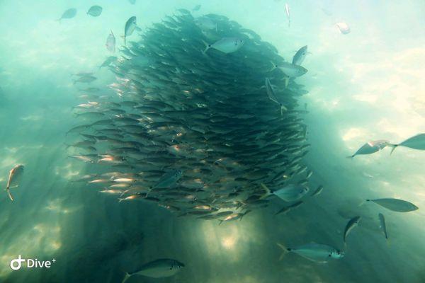 Amazing schools of fish