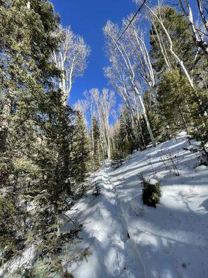 Big Tescuque Trail