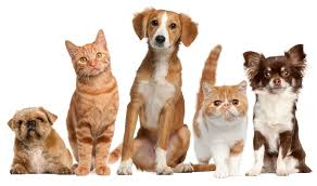 Dogs, Cats, Horses, Chickens, Donkeys, Iguanas, Hampsters and Fish . . . We Love Them All!