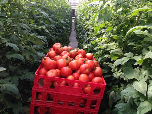 Tomato harvest