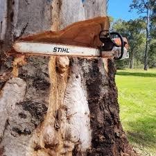 LoneStar Arborist