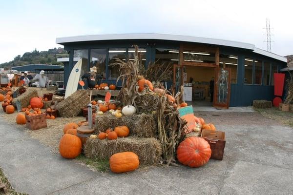 Pumpkin Patch for the month of Oct!