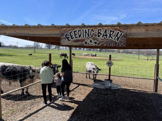 Cow feeding