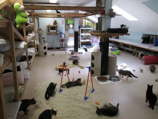 The Great Room where cats lounge and play in a free-range setting.