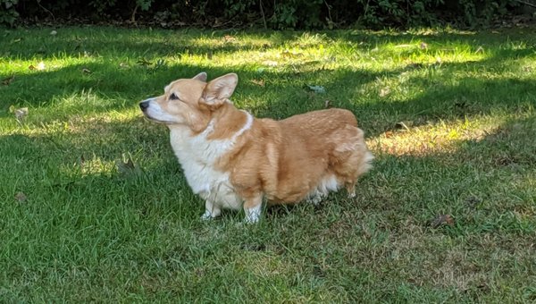 This is my corgi named: Cuba