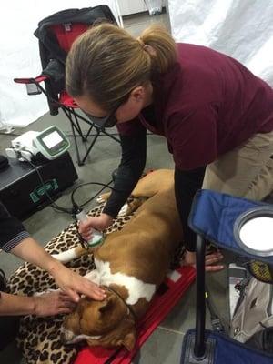 Dr. Krista and Rush- laser therapy session at Portland Rose City Classic