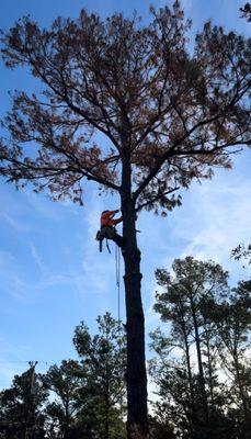 Early morning climb up this pine. Removal and haul off.