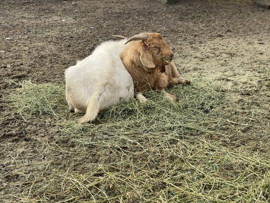 Goat cuddles