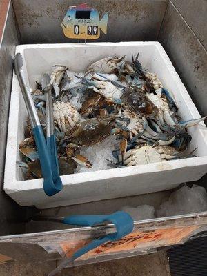 Got blue crabs?