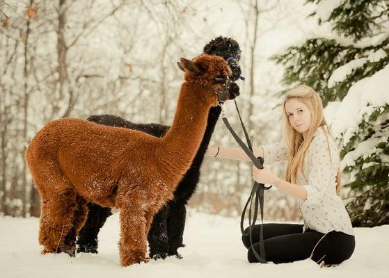 alpaca project shoot