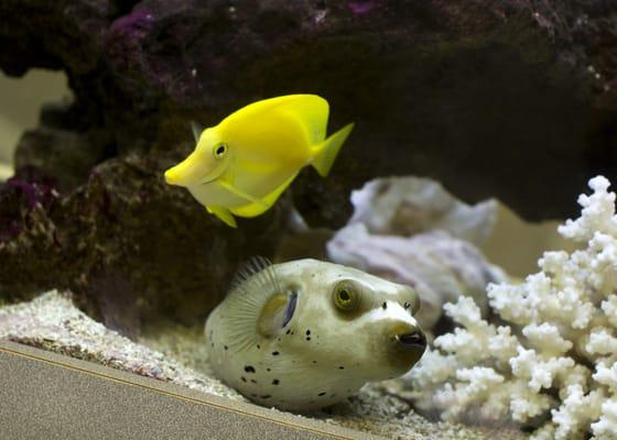 Murray Hill Family Dental - Fish tank in waiting room