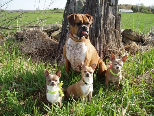 Roxanne, Ellie Crumbles, Ernie & Ollie, our Store Greeters!