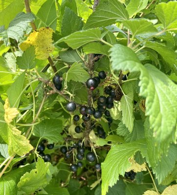 7/21 organic black currants... they have thicker skin and taste different than the reds