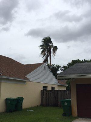 60 foot palm tree next right next to the house.