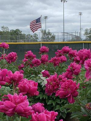 Beautiful flowers with wonderful flag and baseball field.