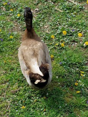 And they take care of birds too at Angel Arms Pet Care Services