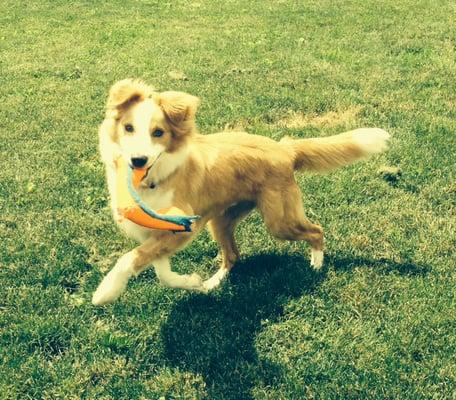 Pictures Jill took of our dog, Leo, playing at Bed Bath & Biscuits