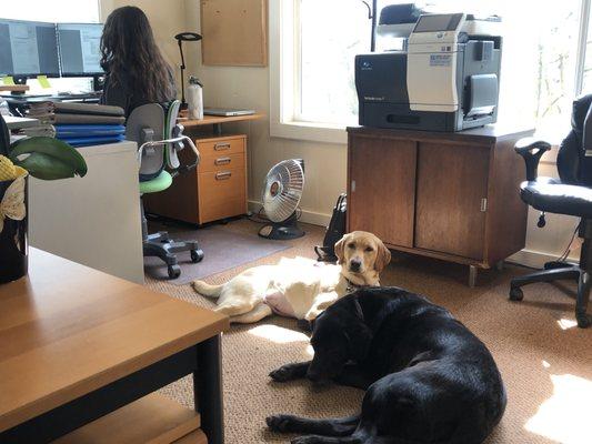 Couple of sun models in the office :)